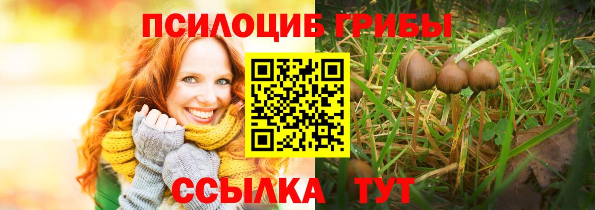 Псилоцибиновые грибы Psilocybe  Вход с VPN  Людиново  Галлюциногенные грибы Psilocybe 